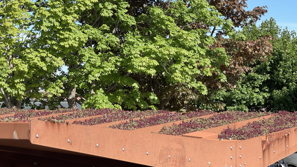 boliggruppen sedum tag 1